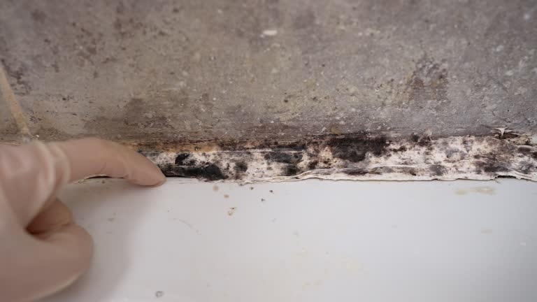 Best Commercial Mold Inspection  in Alpine, UT